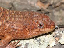 Egernia stokesii